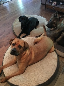 Team Page: ThreeAmigos